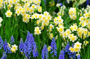 daffodils_muscari_flowers_flowerbed_green_spring_36156_3500x2300