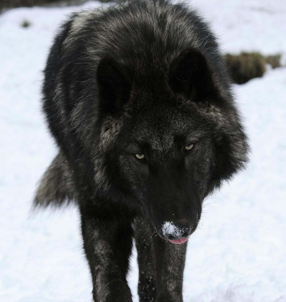 Черный волк фото