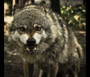 snarling-wolf
